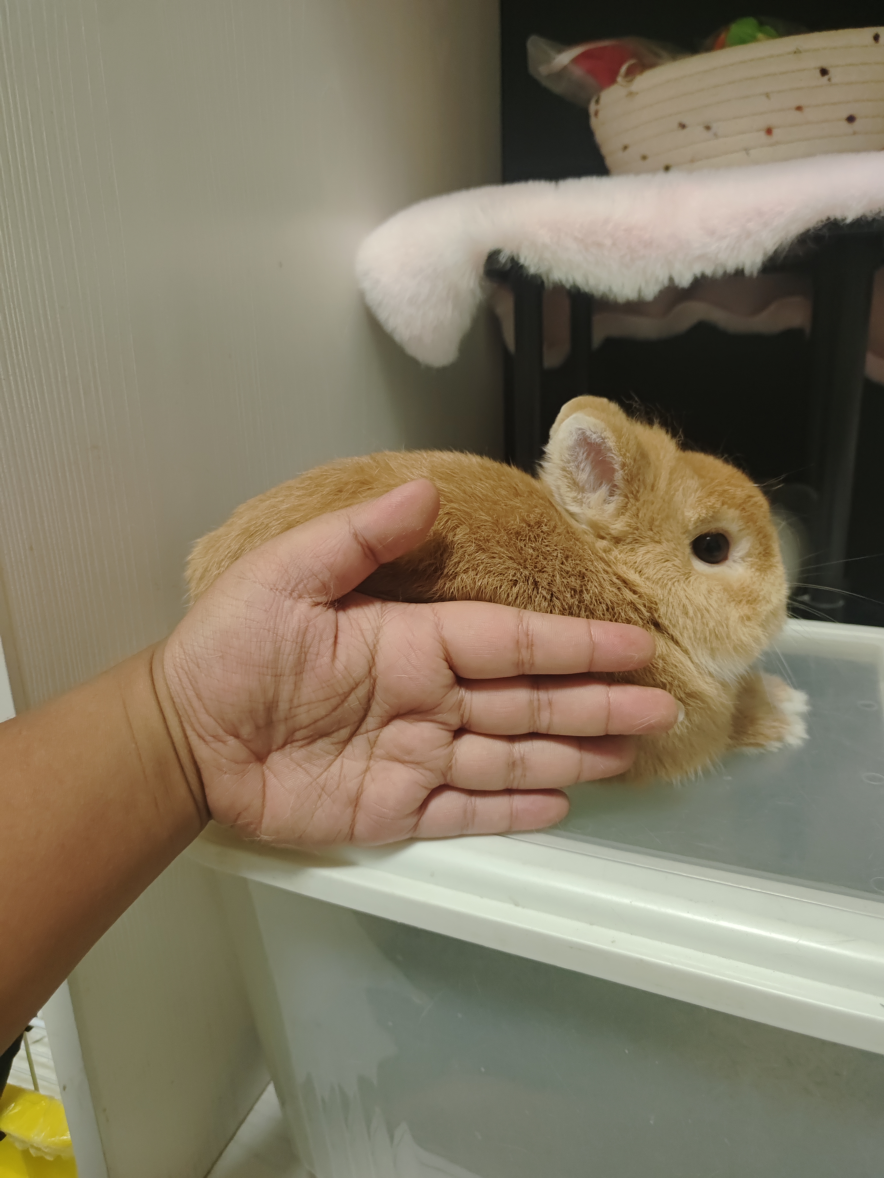 双血统侏儒兔妹妹找家父亲万元户基因稳定